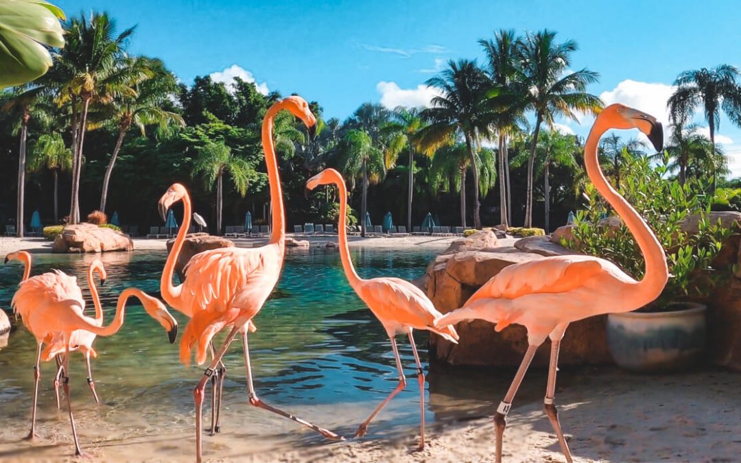 Flamingo Mingle at Discovery Cove